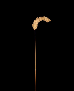 sorry, minified image is missing, click to see the bigger version